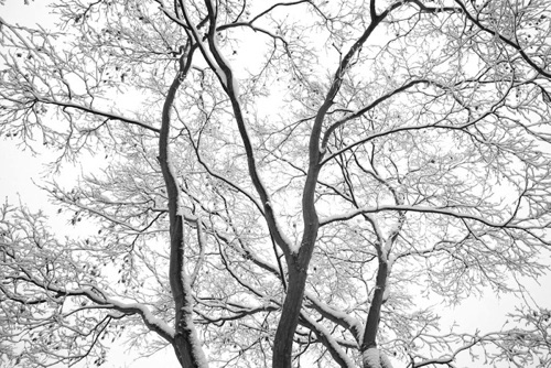 Branches in Winter Reeves-Reed Arboretum Union County New Jersey (SA).jpg